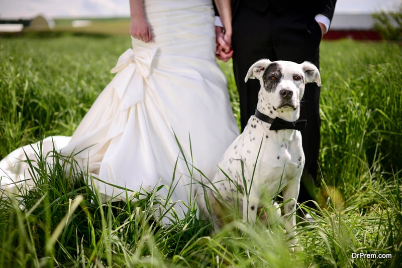 including pets in your wedding ceremony