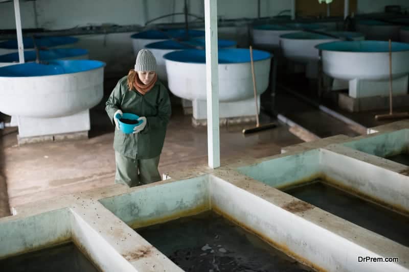 starting-an-indoor-fish-farm