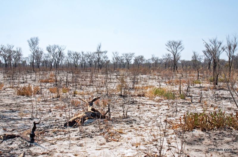loss of biodiversity