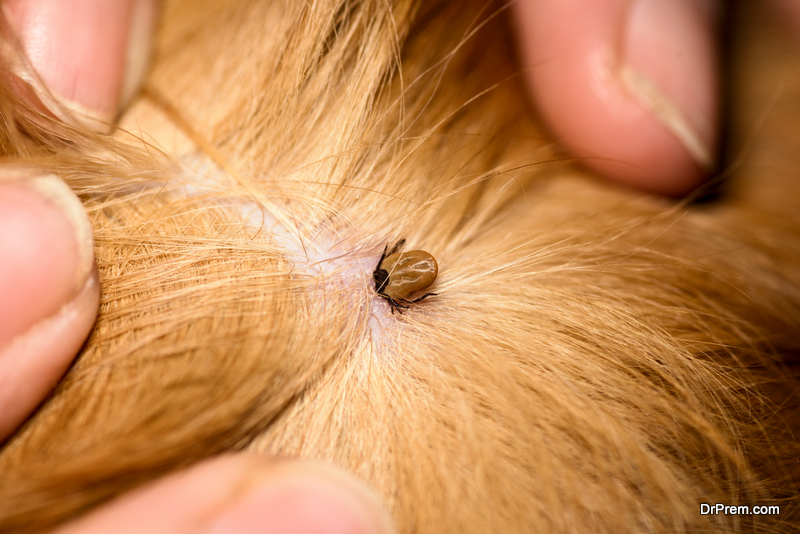 fight fleas naturally