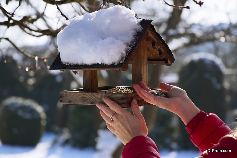 Best food for bird feeders