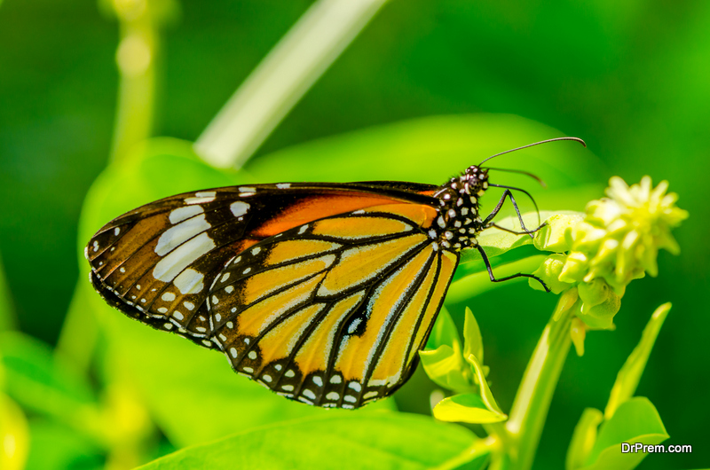 A-Butterfly-Garden
