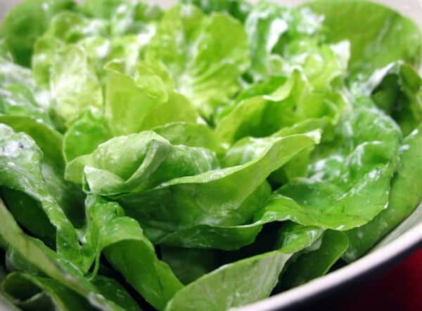 lettuce_is_healthy- Dr Prem