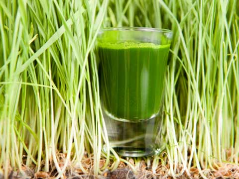 Grass Juice