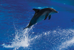 Dolphins Offer Hope for Diabetics