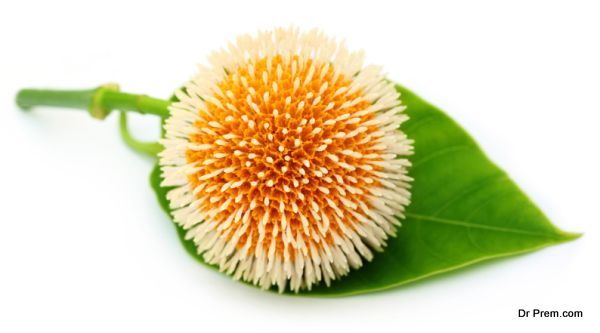 Kodom flower of Bangladesh
