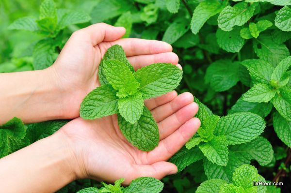 hands protect mint plants