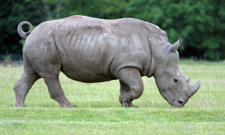 White rhino eggs harvested successfully - Dr Prem's Life Improving Guide