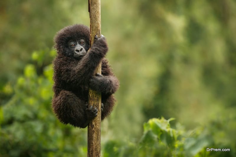Congo-National-Park