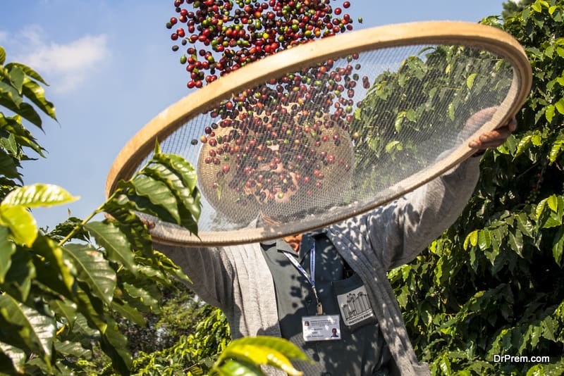 Global warming threatening coffee plantations