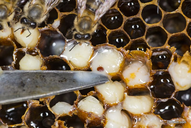 Hawaii-bees-infested-by-destructive-varroa-mites