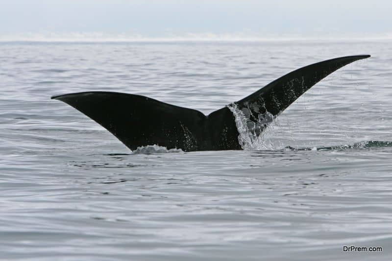 Humpback whales make longest recorded journey