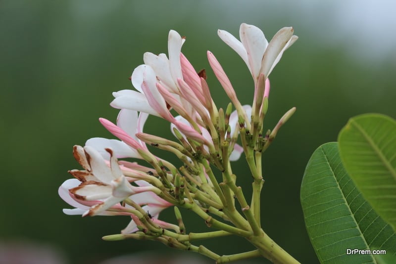 Magnolia species to the brink of extinction