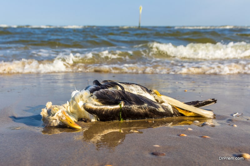 Raw-sewage-hit-beaches-may-kill-140000-seabirds