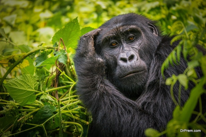 Should the human-natured chimp be granted human rights
