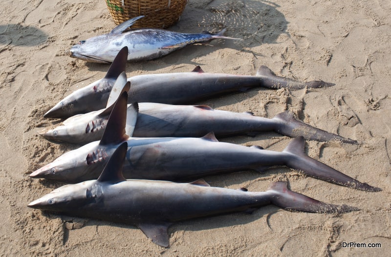 shark fin industry