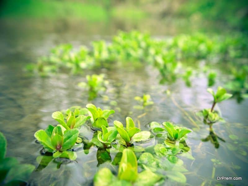 Algae outbreak in China's lake sparks water panic