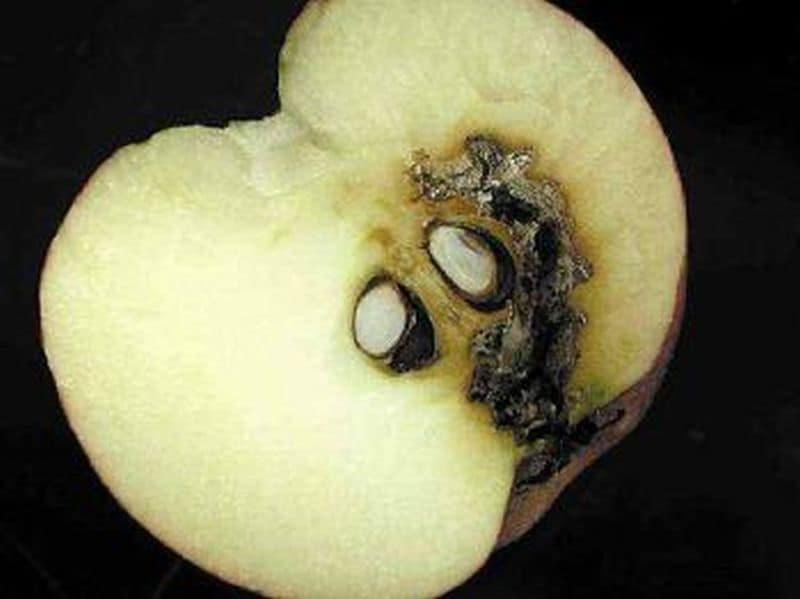 Apple moth's spread threatening California's agriculture