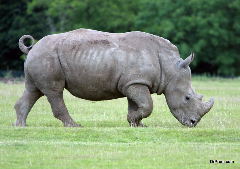 Rhinos-tabulation-begins-in-Nepal