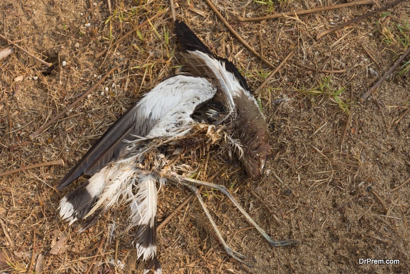 S Korea wetland-reclamation starving migratory birds to death