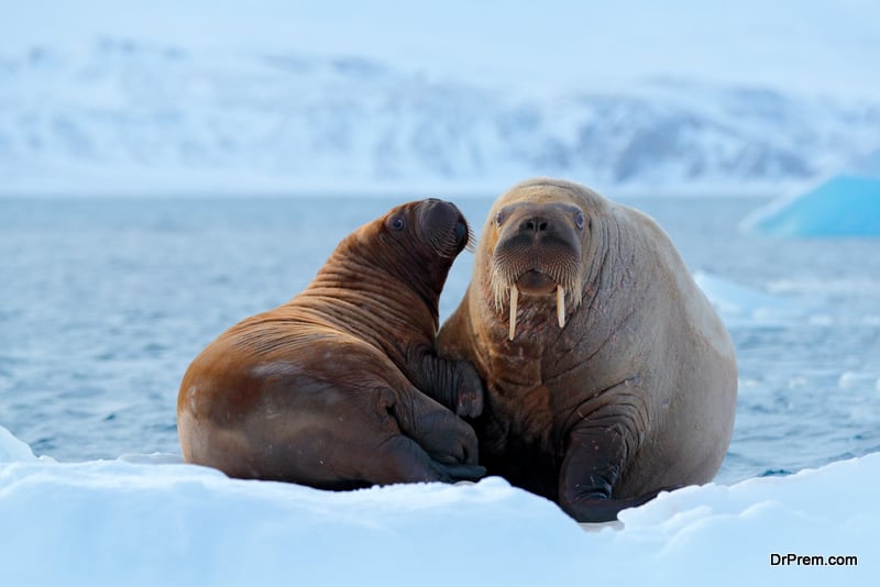 Scientists banking on female walrus for migration study