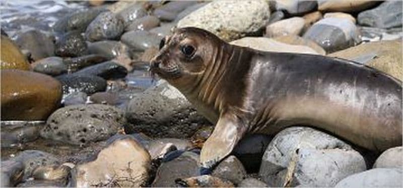 California sea lions hit by high algae-toxin levels in waters