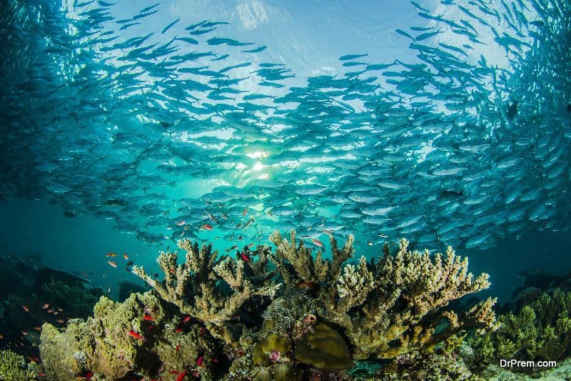 Caribbean coral reefs at immense risk