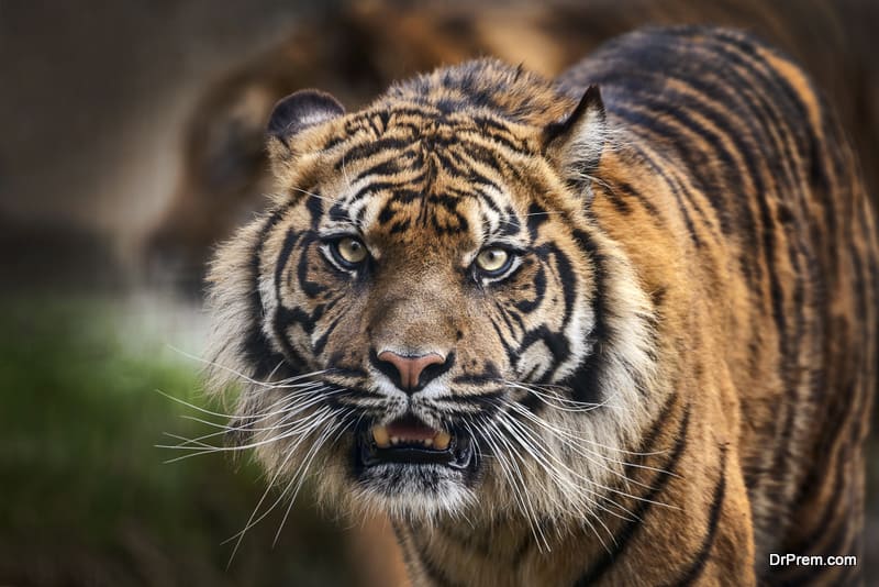 China must not lift ban on Tiger trade