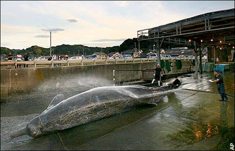 First Whale of the season butchered in Japan