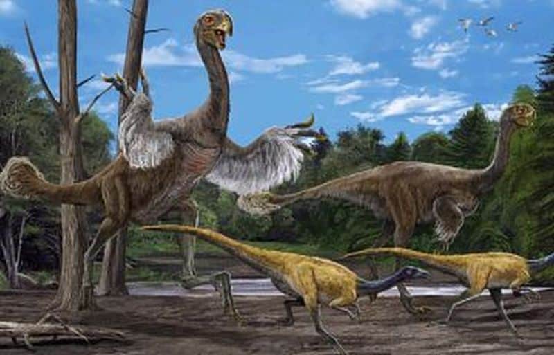 Largest-ever bird dinosaur fossils unearthed in China