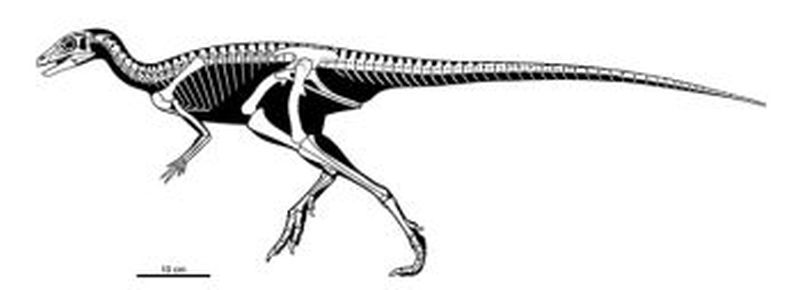 early little road-runner' dinosaur unearthed