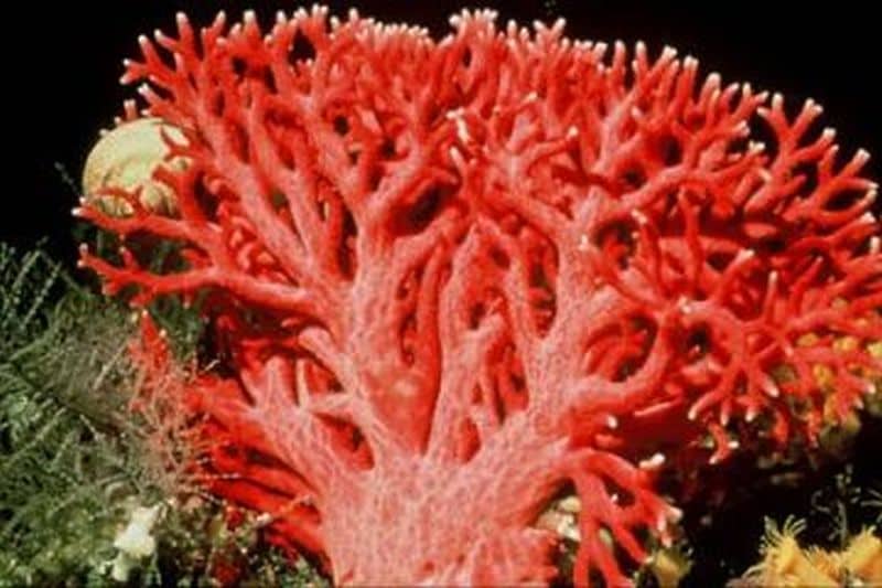 red and pink corals get U.N. 'trade regulations'