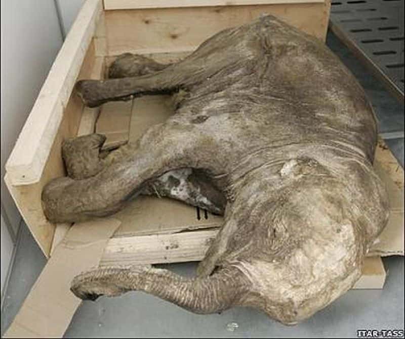 Baby Mammoth Unearthed in Siberia