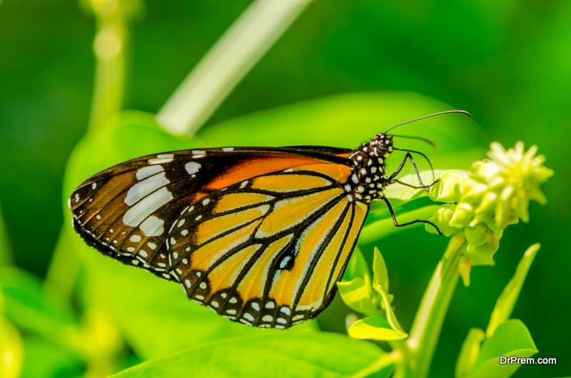 Butterfly exhibits faster natural selection