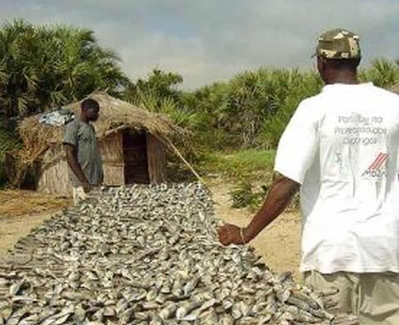 Fish farmers use drugs to keep their fish alive