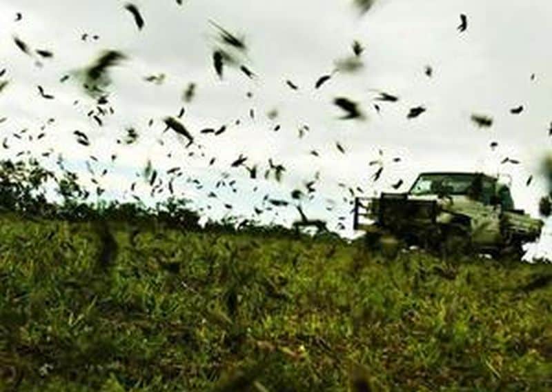 India to face locust attack