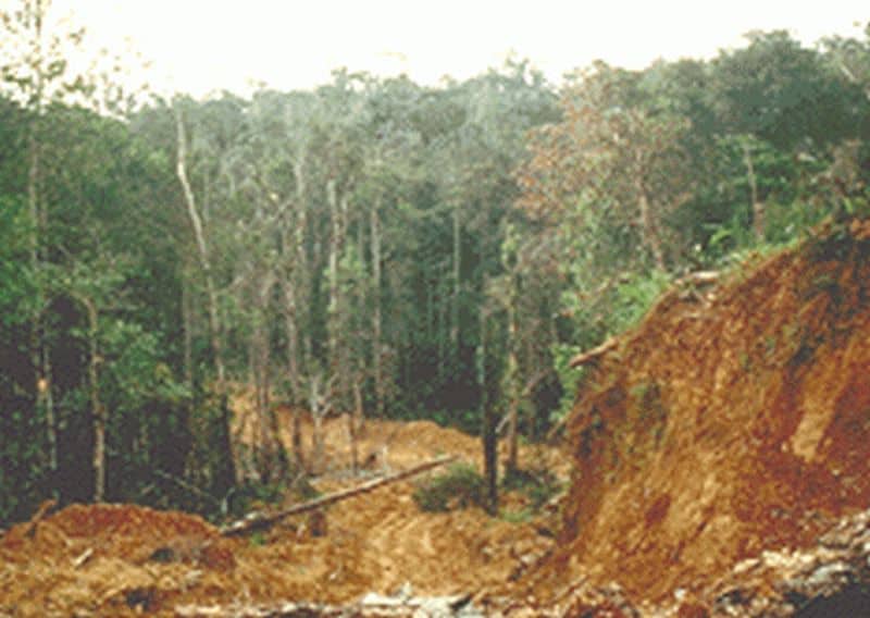 Protected Ugandan rainforest threatened by Indian company
