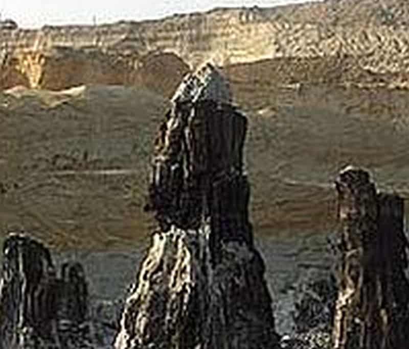 Eight million years old ancient forest found in Hungary