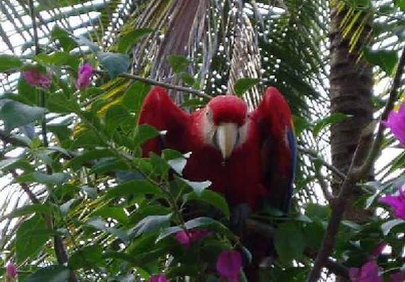 Endangered Scarlet Macaws to be Tracked from Space