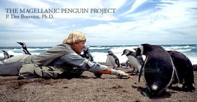 Satellite tracking project will save Magellanic penguins