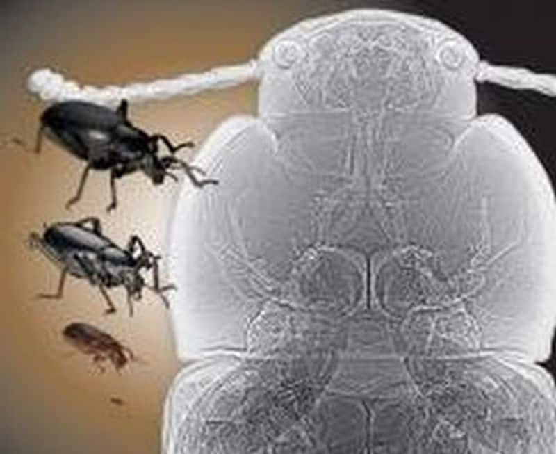 X-ray images help scientists explain insect gigantism