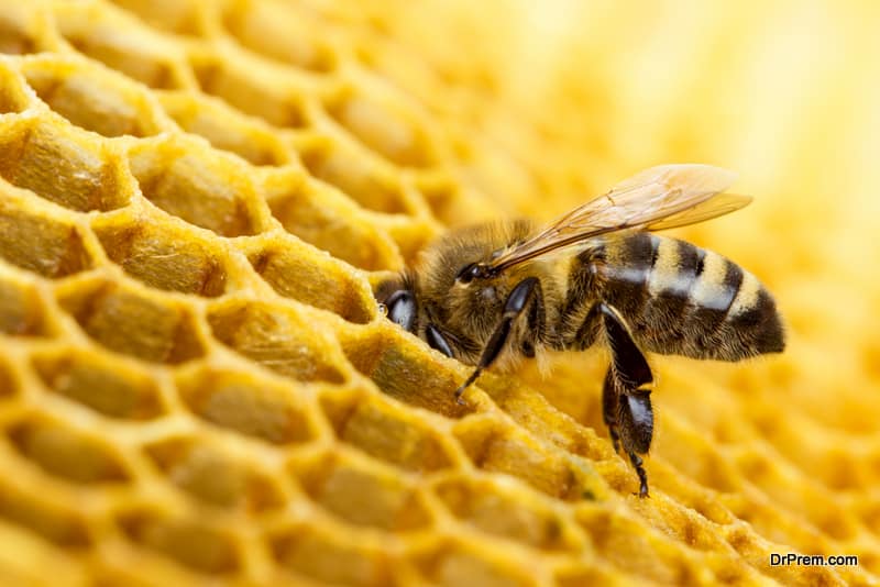 Virus caused honeybee disorder