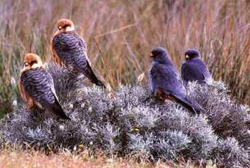 Endangered falcons killed shamelessly in Cyprus