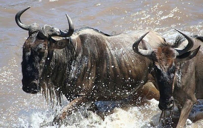 Masai Mara witnesses death of over 15,000 wildbeests