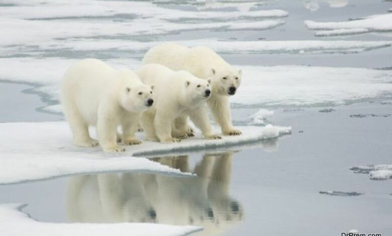 Polar bears likely to get endangered status - Dr Prem's Life Improving ...