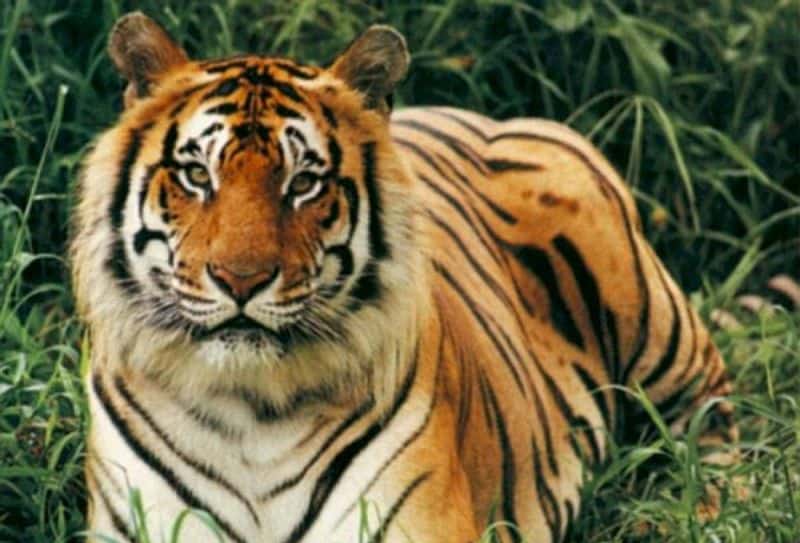 Predator gets predated upon as more Bengal tigers are poached