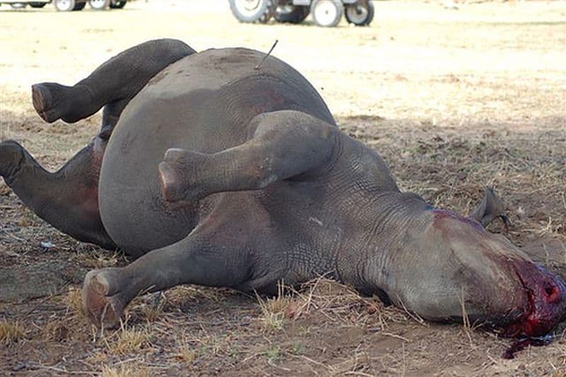 Endangered Rhinos shot in Zimbabwe