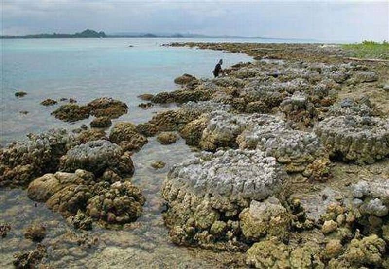 Global warming devastating Indonesia's coral reefs
