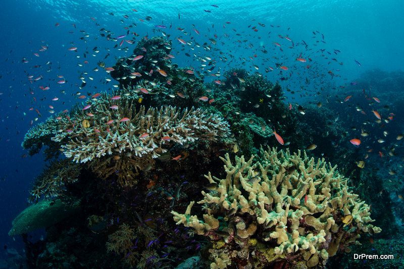 Coral reefs threatened by acidic seas