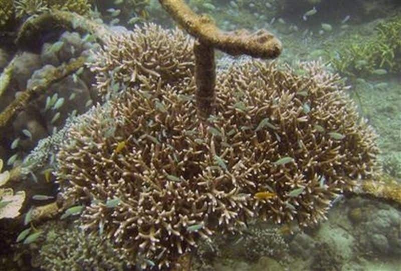 Low-voltage electricity can revive devastated corals